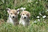 CORGI PEMBROKE 714
